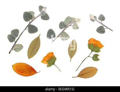 Collection botanique séchée par balayage haute résolution avec fremontodendron californicum et feuilles d'eucalyptus argentées. Fleurs orange pressées vertes Banque D'Images