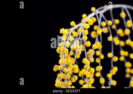 Branches de fleurs de mimosa jaune fond noir foncé et place pour la macro de texte Banque D'Images