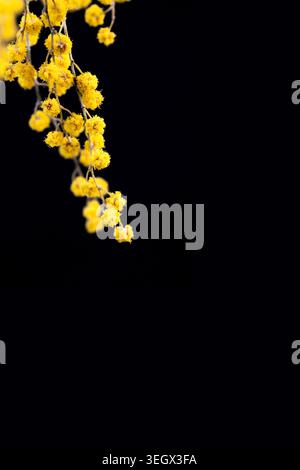 Branche de mimosa jaune avec fond macro de fleurs avec espace de copie sur fond noir vue de face Banque D'Images