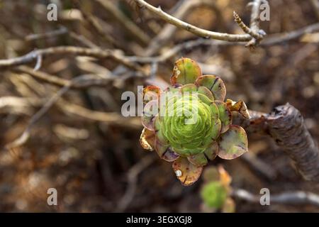 Macro gros plan d'une rosette succulente verte poussant dans un paysage volcanique sec dans le jardin botanique, Gran Canaria, Espagne. Banque D'Images