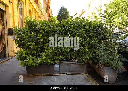 Rangée de buissons verdoyants dans des pots en pierre décorant une rue ou un patio confortable en plein air. Banque D'Images