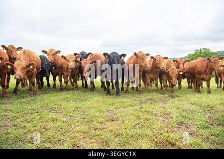 Groupe de bovins stabilisateurs dans un champ au Royaume-Uni Banque D'Images