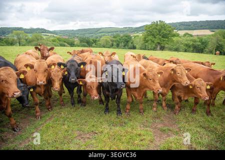 Groupe de bovins stabilisateurs dans un champ au Royaume-Uni Banque D'Images