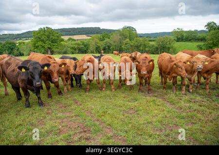 Groupe de bovins stabilisateurs dans un champ au Royaume-Uni Banque D'Images