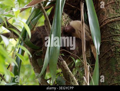 Paresseux à deux doigts de Hoffmann, Hoffmann-Zweifingerfaultier, Unau d'Hoffmann, Choloepus hoffmanni hoffmanni, la Fortuna, Alajuela, Costa Rica Banque D'Images