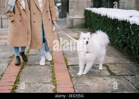 Couple profitant d'une promenade matinale calme avec leur chien. Deux individus se promenant tranquillement le matin avec leur animal de compagnie blanc moelleux en ville Banque D'Images
