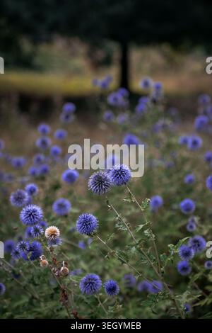 Fleurs de chardon bleu globe fleurissant dans un pré avec un fond flou Banque D'Images