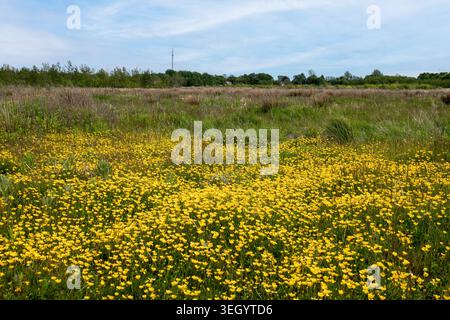 Paysage rural pittoresque avec un tapis vibrant de fleurs sauvages jaunes au premier plan, s'étendant sur une prairie sous un ciel nuageux Banque D'Images