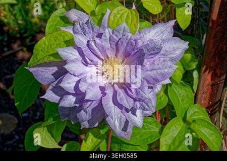 Fleur de clématite violet clair à double floraison entièrement ouverte avec un centre jaune et feuillage avec des couches de pétales pointus en gros plan sur une journée ensoleillée en spr Banque D'Images