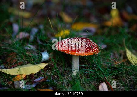 Gros plan de mouche agarique (mascara Amanita). Photo de haute qualité Banque D'Images