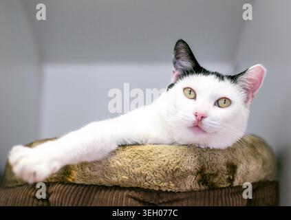 Un chat blanc court avec des marques noires couché dans un lit d'animal de compagnie Banque D'Images