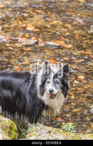 Border Collie chien debout dans le ruisseau forestier jouant Banque D'Images
