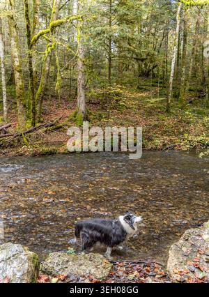 Chien de collie de frontière debout dans le ruisseau forestier explorant la nature Banque D'Images