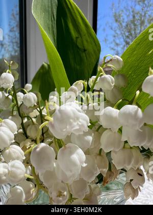 Un bouquet de petites perce-neiges parfumées. Banque D'Images