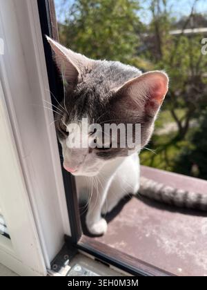 Un chaton blanc et gris mignon marche près de la fenêtre. Banque D'Images