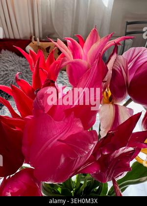 Un bouquet décoratif de tulipes roses. Banque D'Images