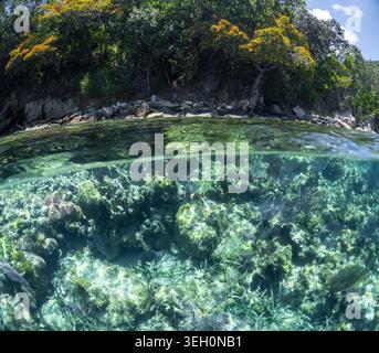 Vue d'une perspective à deux niveaux montrant un littoral tropical luxuriant avec des arbres fleuris au-dessus et un récif corallien vibrant avec des herbiers marins en dessous à Guanaja Banque D'Images