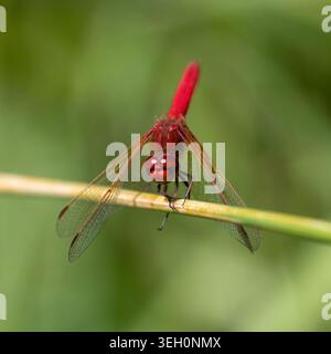 Une libellule mâle Cardinal Meadowhawk est perchée délicatement sur une mince tige d'herbe d'eau. Réserve naturelle de Foothills, comté de Santa Clara, Californie. Banque D'Images