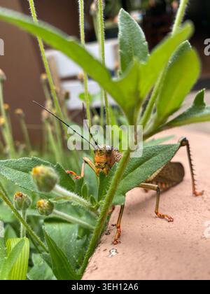 Insecte sur plante verte, Bahía Ballena, Costa Rica Banque D'Images