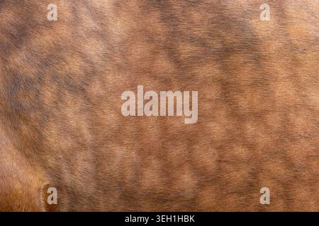 texture détaillée de fourrure de cheval avec de beaux motifs de couleur naturelle marron et gris marbré. Banque D'Images