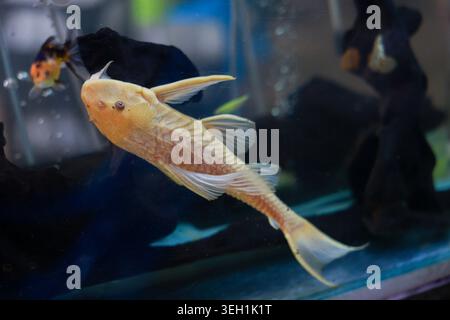 Paisible Ancistrus doré, poisson-chat pleco à bec bristlenose, nageant gracieusement dans un aquarium d'eau douce. Un poisson ornemental montrant sa belle und Banque D'Images
