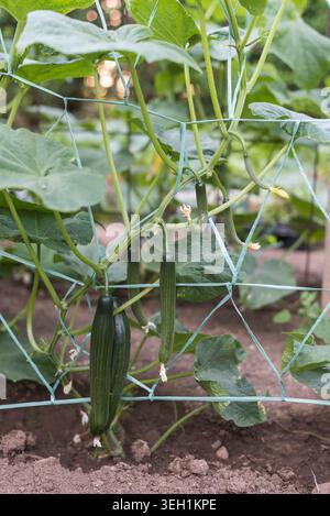 Vue verticale de plantes de concombre saines avec des feuilles vertes luxuriantes, des fleurs et des concombres à différents stades de croissance grimpant sur le treillis de jardin filet i Banque D'Images