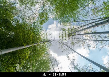 Vue à angle bas regardant vers le haut à travers une canopée de forêt de bambou vert luxuriant contre un ciel nuageux lumineux. Banque D'Images