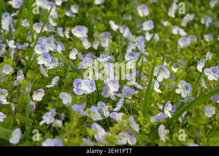De petites fleurs violettes et blanches poussent abondamment dans un champ vert luxuriant. La lumière du soleil brille sur les fleurs, montrant leurs couleurs vibrantes. Banque D'Images
