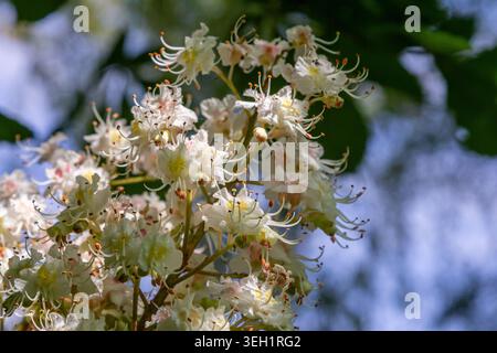 Les branches fleuries d'Aesculus hippocastanum présentent des fleurs blanches parfumées sous le soleil éclatant entouré de feuilles de palmier vertes vibrantes en A. Banque D'Images
