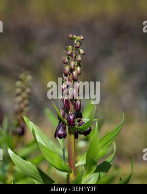 Gros plan de fleurs et de bourgeons violets foncés de Fritillaria persica se levant à la lumière du soleil printanier avec un doux bokeh de fond naturel. Banque D'Images