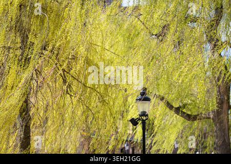 Branches vertes fraîches d'un saule pleureur drapé sur une lanterne de rue vintage à la lumière du soleil printanière. Sous le doux rideau des branches de saule. Banque D'Images
