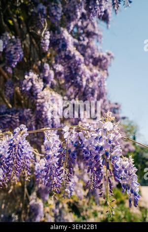 Wisteria fleurit couvrant un treillis dans un jardin ensoleillé au printemps Banque D'Images