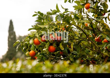 Un gros plan vibrant de fruits oranges mûrs suspendus parmi les feuilles vertes sur un arbre dans un bosquet ensoleillé. Banque D'Images
