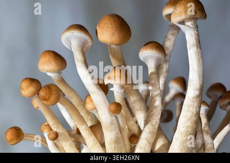 Champignon magique, champignon, halo doré, cube ou chapeau doré (Psilocybe cubensis), champignon hallucinogène psychoactif, cultivé Banque D'Images