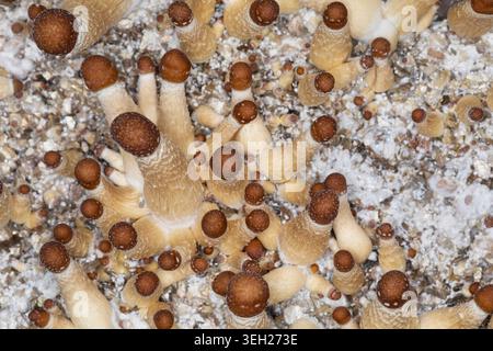 Champignon magique, champignon, halo doré, cube ou chapeau doré (Psilocybe cubensis), champignon hallucinogène psychoactif, cultivé Banque D'Images