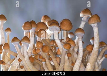 Champignon magique, champignon, halo doré, cube ou chapeau doré (Psilocybe cubensis), champignon hallucinogène psychoactif, cultivé Banque D'Images
