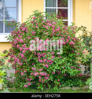 weigela (Weigela 'Bristol Ruby', Weigela Bristol Ruby), cultivar Bristol Ruby, floraison, Allemagne Banque D'Images