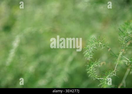 Soft Focus sur une fougère asperge délicate, ses frondes vertes vibrantes créant une toile de fond tranquille et naturelle, idéale pour les projets sur le thème de la nature Banque D'Images