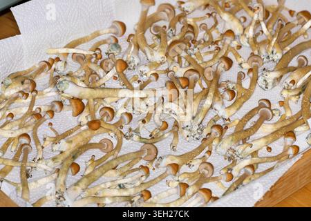Champignon magique, champignon, halo doré, cube ou chapeau doré (Psilocybe cubensis), champignon hallucinogène psychoactif, récolté Banque D'Images