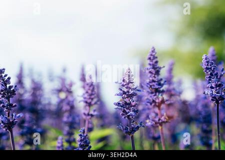 Salvia Farinacea belles fleurs violettes fleurissant dans la journée ensoleillée, gros plan. Banque D'Images