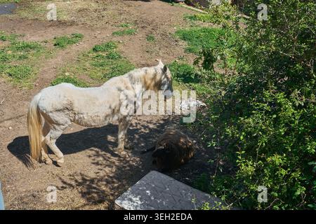 Vue en angle élevé d'un cheval de couleur claire et d'un mouton partageant un paddock en terre battue en plein air avec de l'herbe clairsemée sur un ranch agricole ensoleillé Banque D'Images