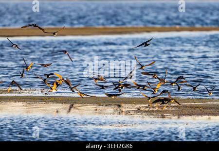 Un troupeau d'hirondelles arboricoles (Tachycineta bicolor) se nourrissant au-dessus d'un lac. Texas, États-Unis. Banque D'Images