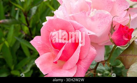 Roses roses en pleine floraison avec pétales délicats et feuillage vert, mettant en valeur une scène de jardin dynamique avec une rose en herbe à proximité Banque D'Images