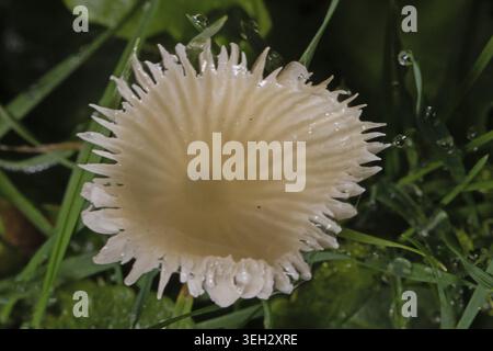 Jungfern-Ellerling corps de fructification chapeau dentelé blanc en forme d'étoile dans l'herbe verte, Buchhofen, Bavière, Allemagne Banque D'Images