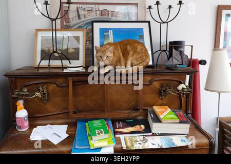 Chat tabby au gingembre reposant sur le dessus d'un piano en bois antique entouré d'œuvres d'art encadrées, de livres, de lampes dans un intérieur de maison à Vannnes, France Banque D'Images