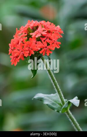 Silene chalcedonica, croix maltaise, têtes bombées de petites fleurs vermillon lumineuses Banque D'Images