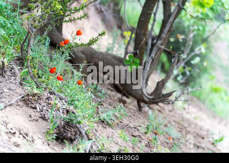Coquelicots rouges sauvages fleurissant sur une colline herbeuse sous un arbre vert. Une belle scène naturelle avec des fleurs sauvages rouges éclatantes Banque D'Images