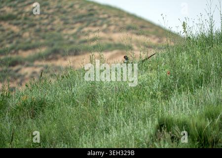 Un faisan commun mâle coloré (Phasianus colchicus) jetant un coup d'œil à partir d'une végétation dense et luxuriante sur une colline herbeuse sous la lumière douce du jour. Banque D'Images