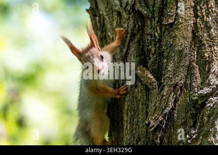 Un écureuil roux juvénile eurasien mignon (Sciurus vulgaris) avec des touffes d'oreilles moelleuses grimpant prudemment sur une écorce d'arbre texturée. Banque D'Images