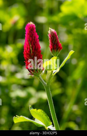 Trèfle cramoisi (Trifolium incarnatum) fleuri dans une prairie verte de fleurs sauvages en Rhénanie (Allemagne). Macro gros plan d'inflorescence violette profonde Banque D'Images
